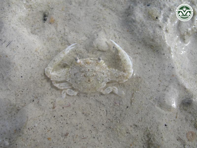 Portunus granulatus