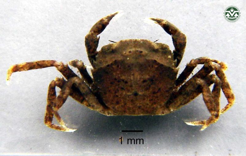 Potamon stoliczkanum