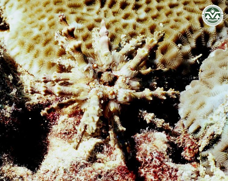 Prionocidaris verticillata