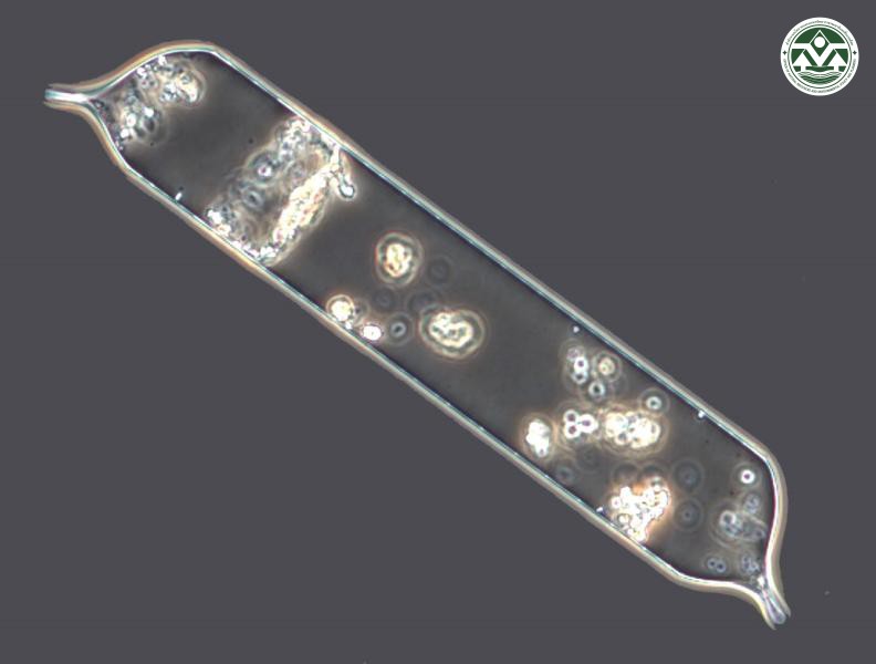 Proboscia alata
