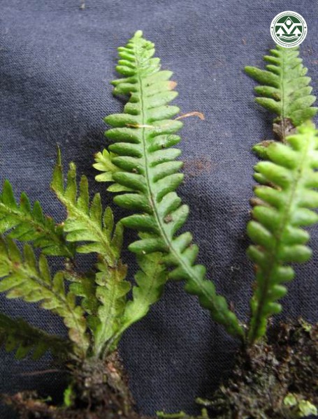 Prosaptia khasyana