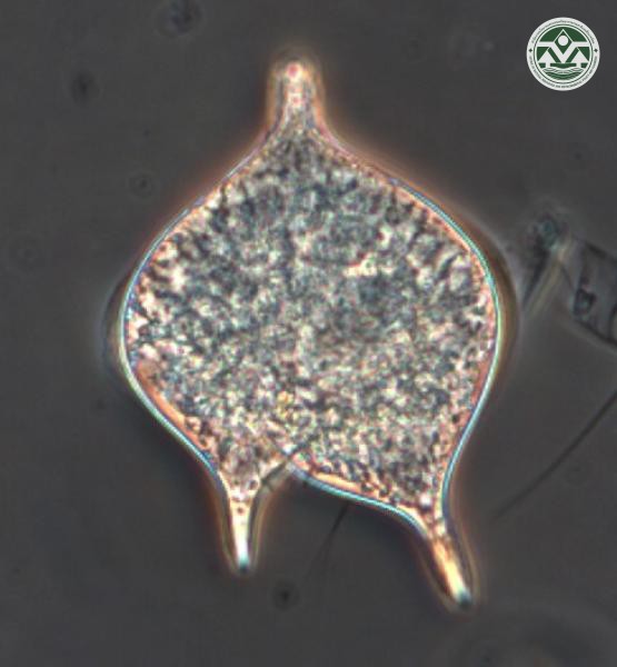 Protoperidinium oceanicum