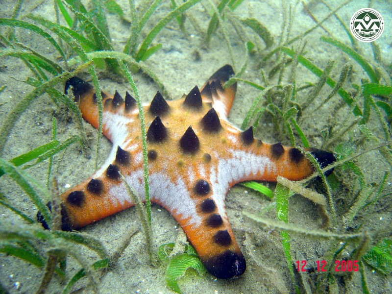 Protoreaster nodosus