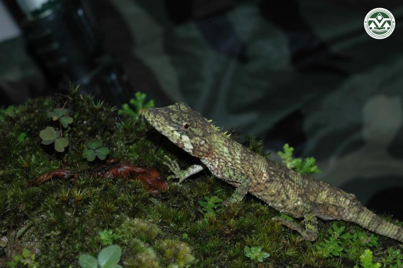 Pseudocalotes floweri