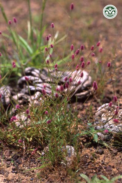 Psilotrichum ferrugineum