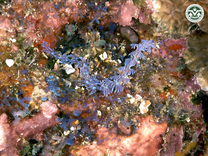 Pteraeolidia ianthina