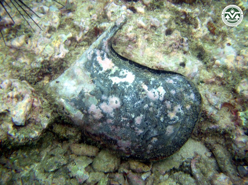 Pteria penguin