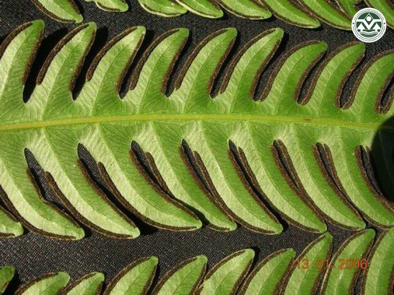 Pteris biaurita