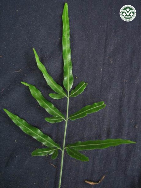 Pteris ensiformis
