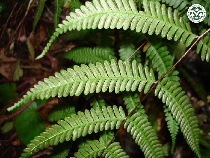 Pteris nepalensis