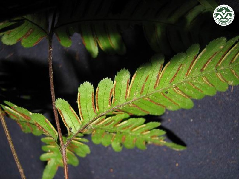 Pteris phuluangensis