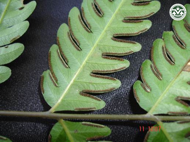 Pteris tokioi