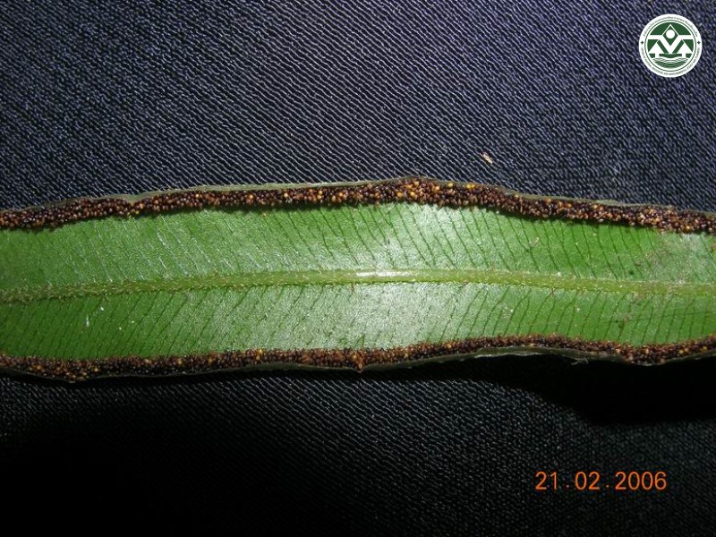 Pteris venulosa