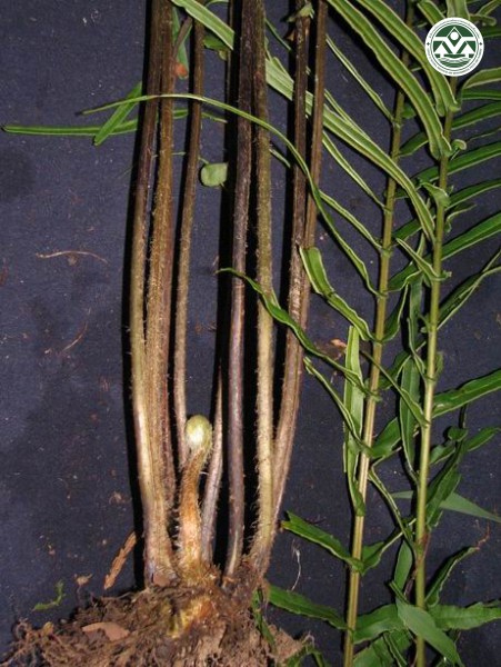 Pteris vittata
