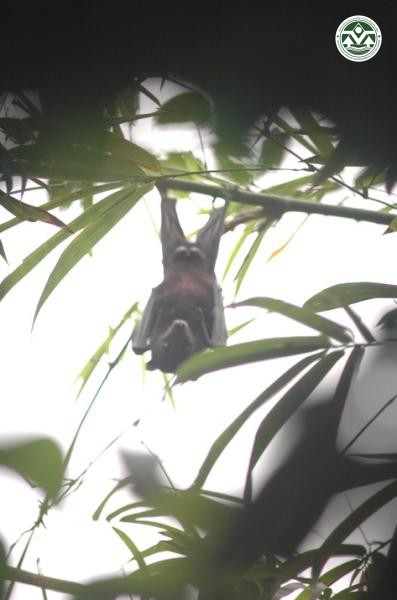 Pteropus hypomelanus