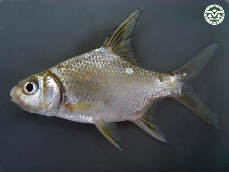 Puntioplites proctozysron