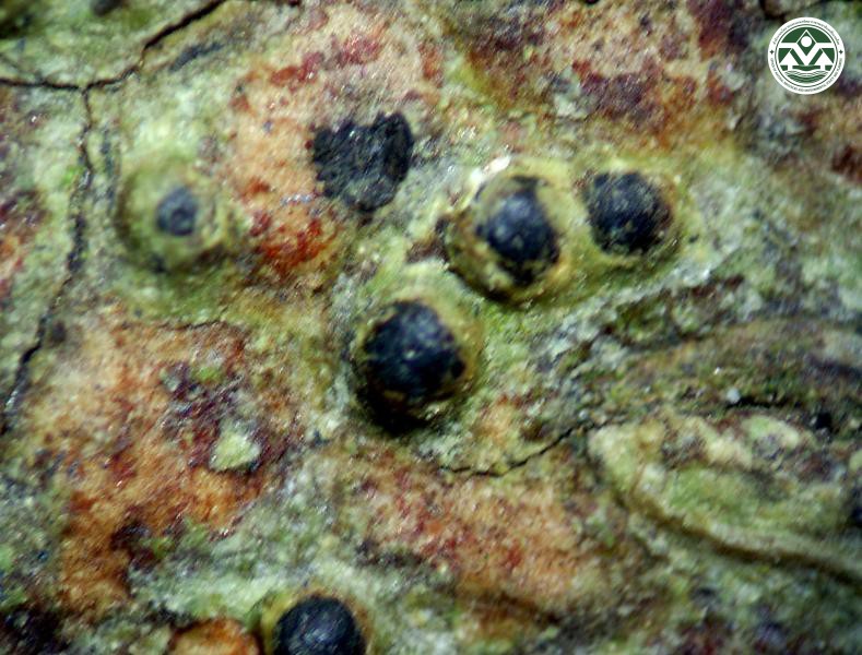 Pyrenula punctella