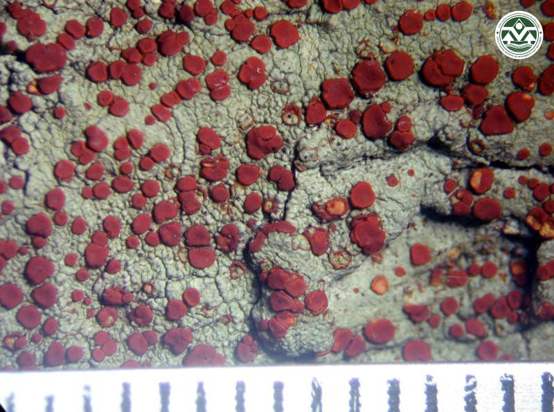Pyrrhospora russula