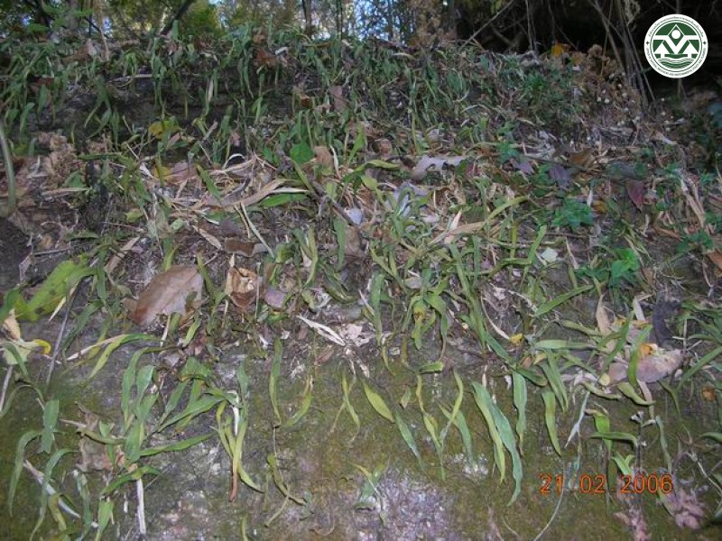 Pyrrosia lanceolata