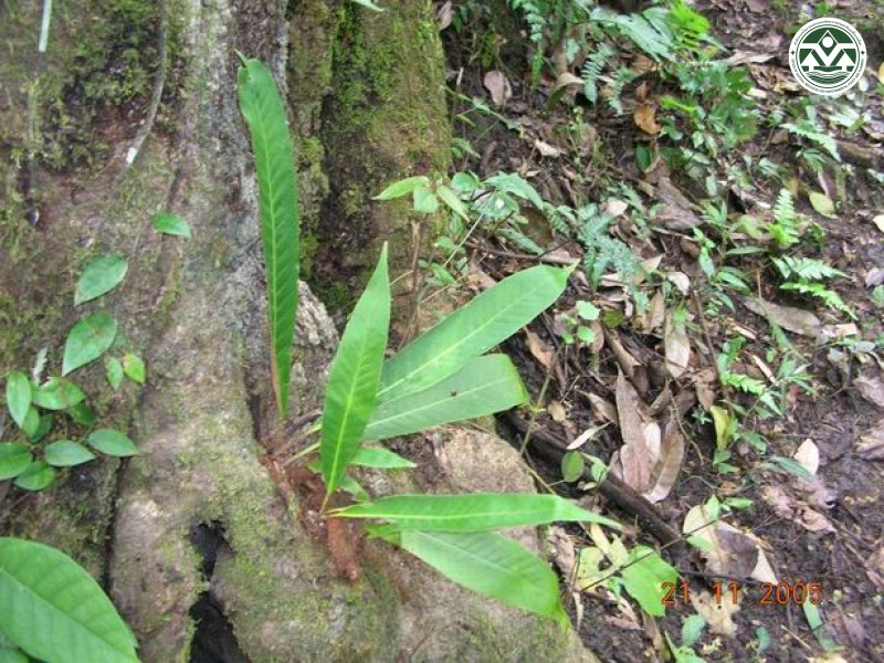 Pyrrosia stigmosa