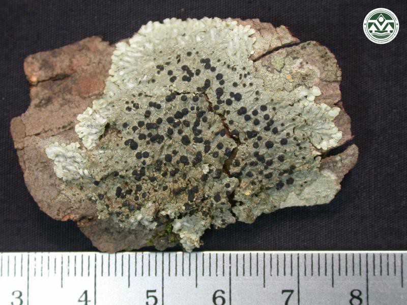 Pyxine berteriana