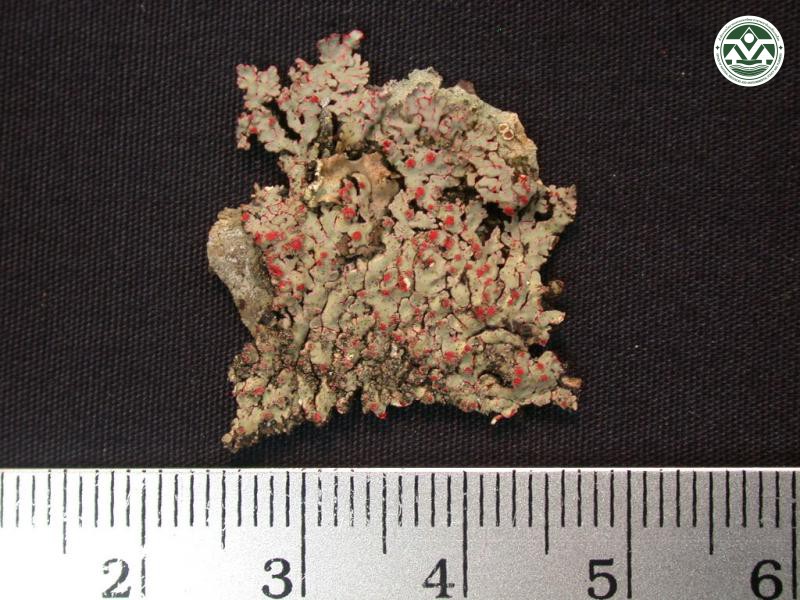 Pyxine coccifera