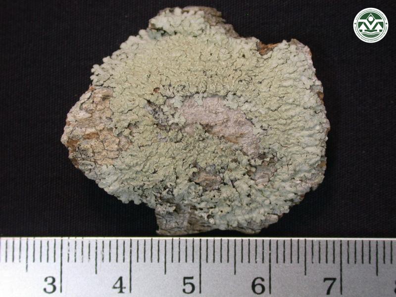 Pyxine cocoes