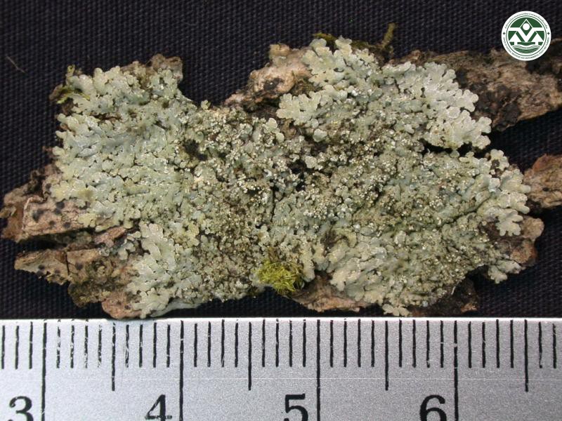 Pyxine consocians