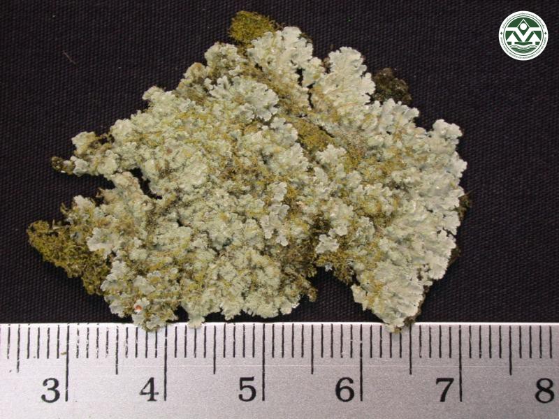 Pyxine copelandii
