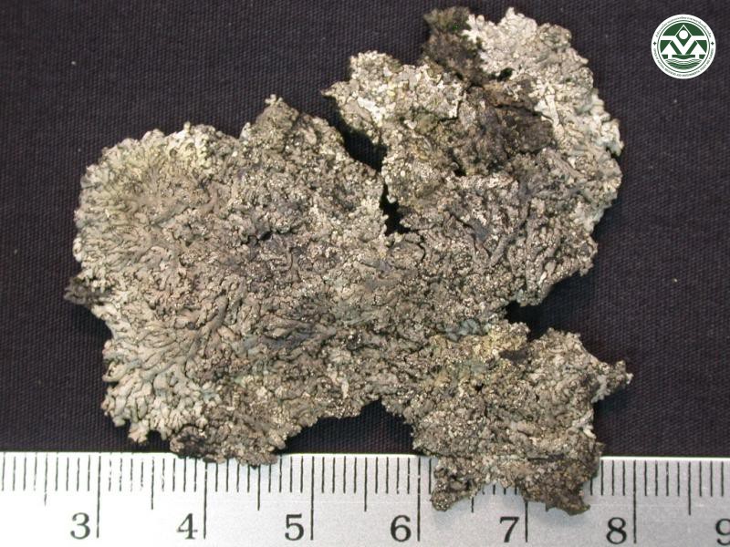 Pyxine coralligera
