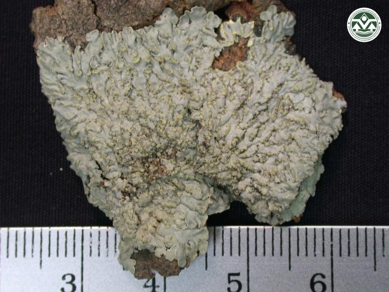 Pyxine sorediata