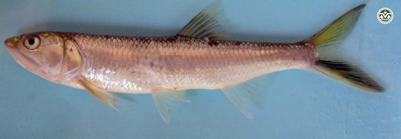 Raiamas guttatus