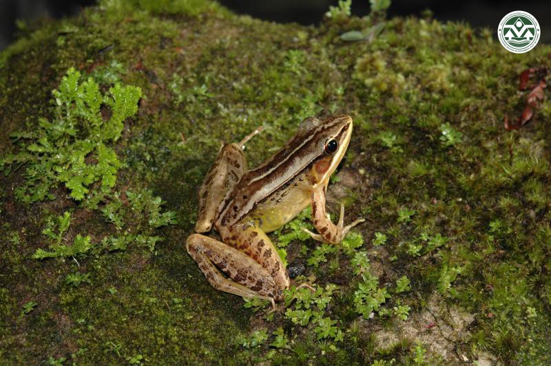 Rana chapaensis