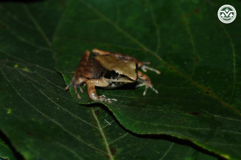 Rana cubitalis