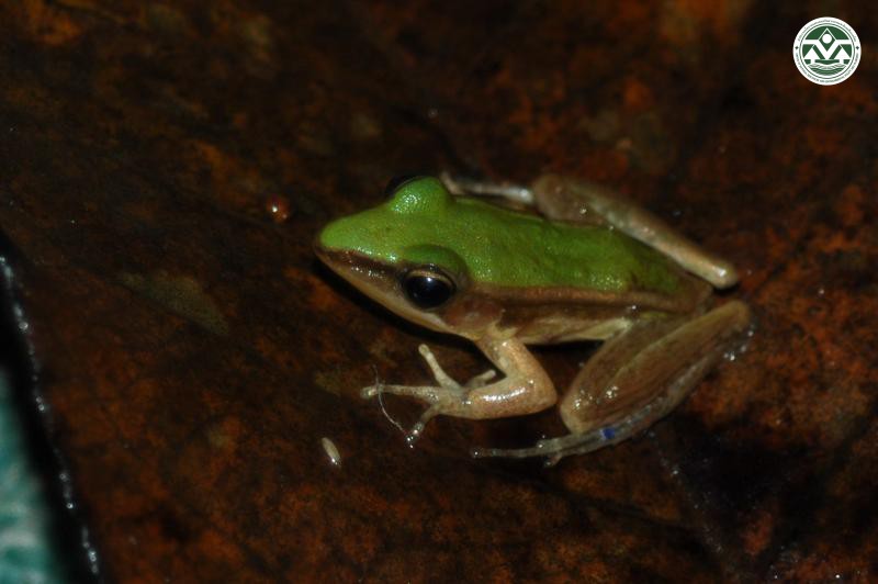 Rana erythraea