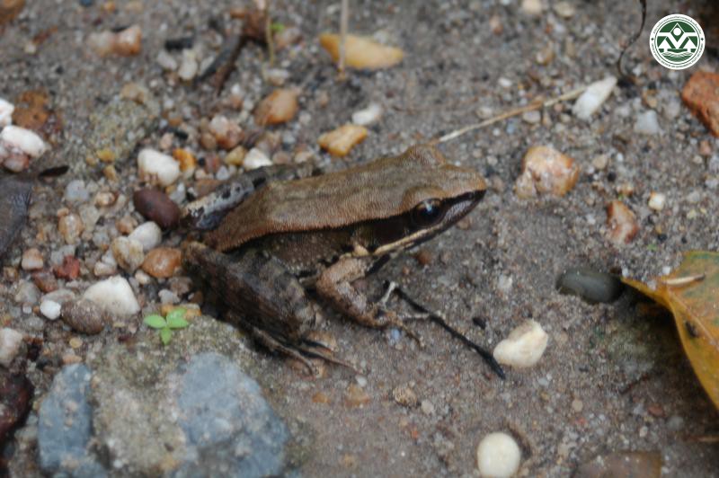 Rana nigrovittata