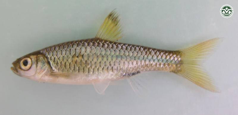 Rasbora dorsinotata
