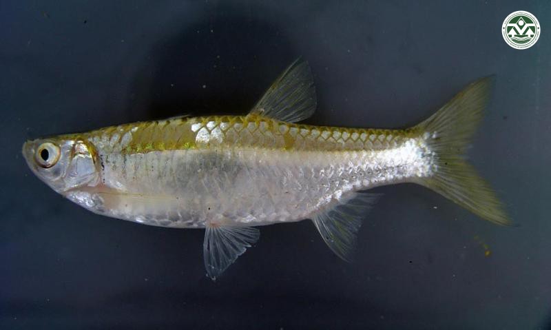Rasbora dousonensis