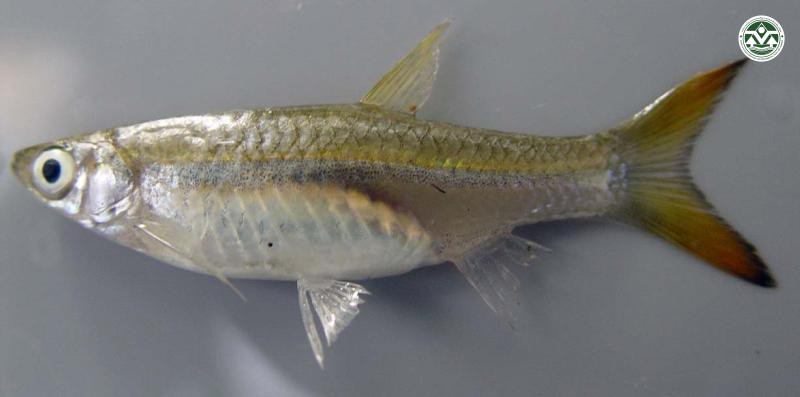 Rasbora einthovenii
