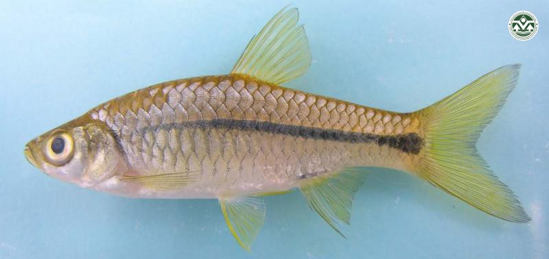 Rasbora hobelmani