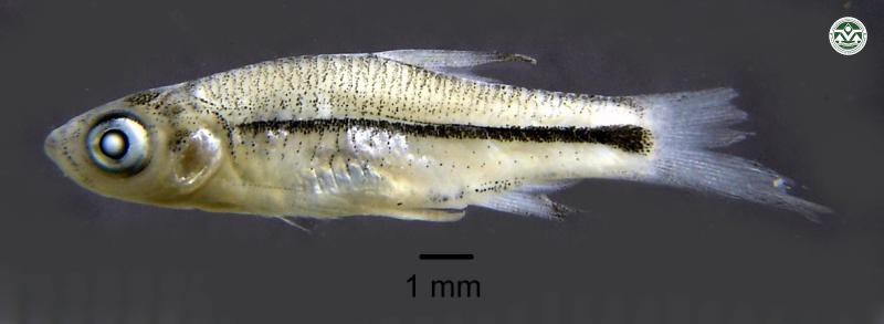 Rasbora paviei