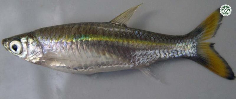 Rasbora tornieri