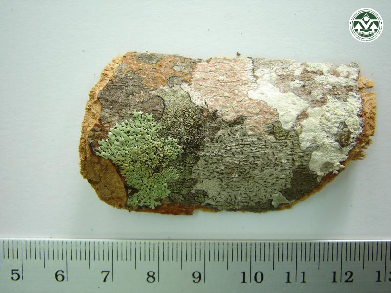 Relicinopsis rahengensis