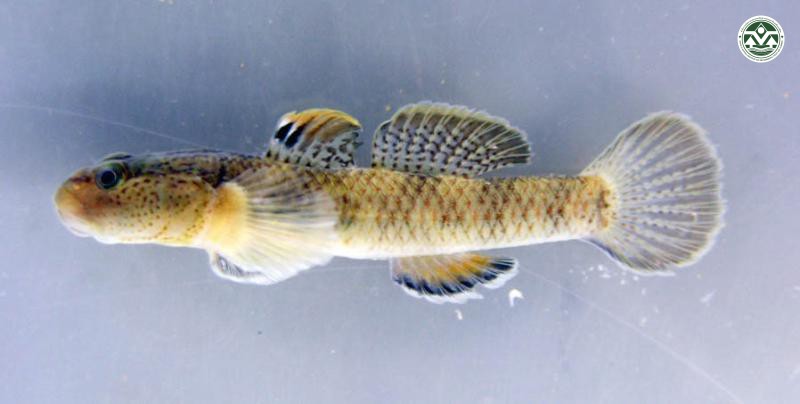 Rhinogobius chiaengmaiensis