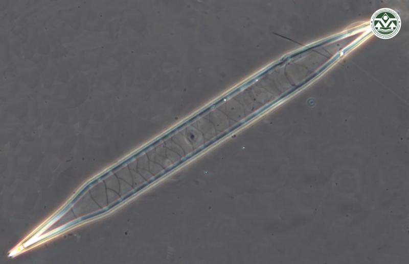 Rhizosolenia bergonii