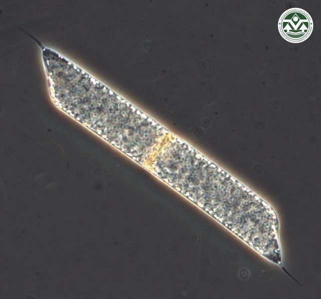 Rhizosolenia hyalina