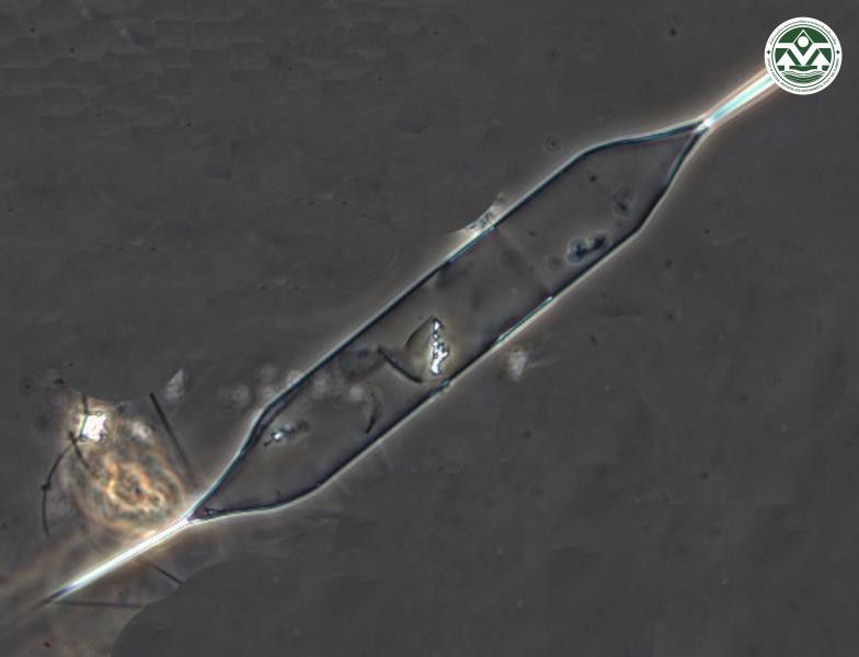 Rhizosolenia pungens