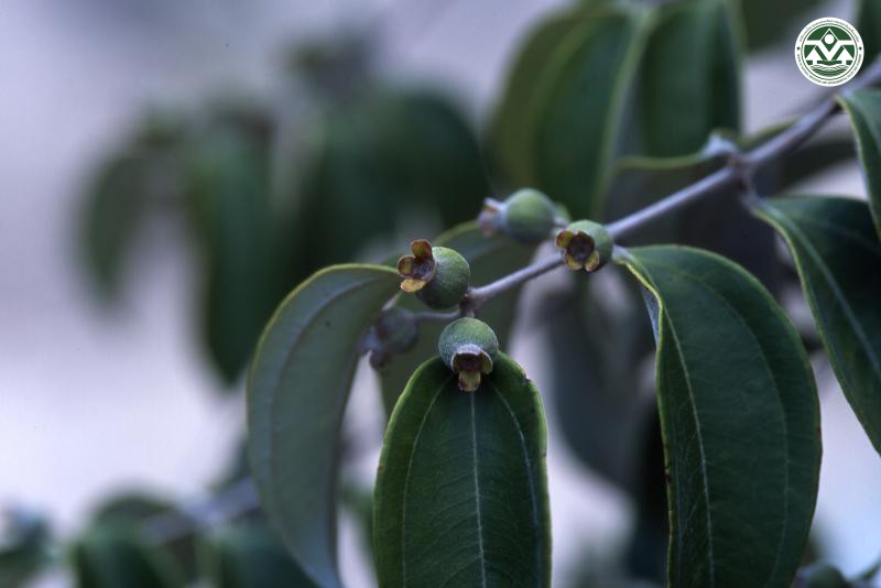 Rhodamnia cinerea