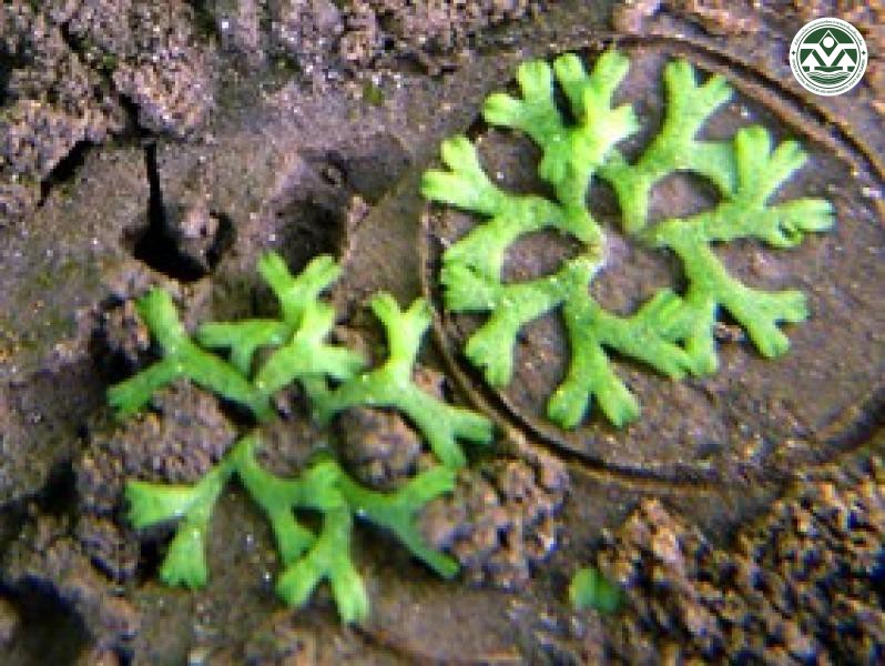Riccia fluitans