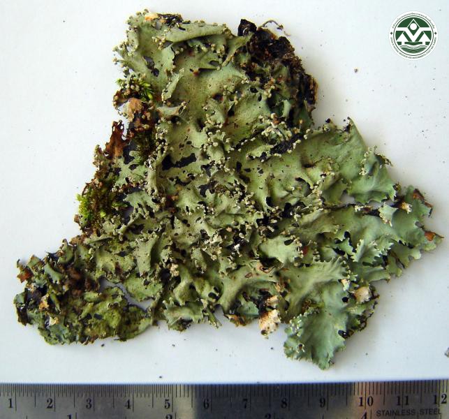 Rimelia clavulifera